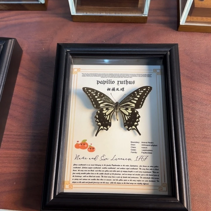 蝴蝶标本蝴蝶标本