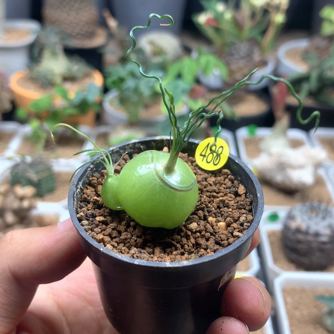 泰迪海葱多肉带盆