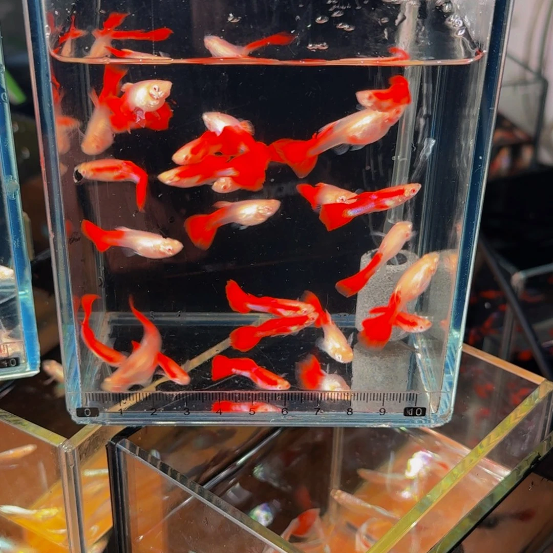 孔雀鱼全红买8条送2备损，发10条，答对