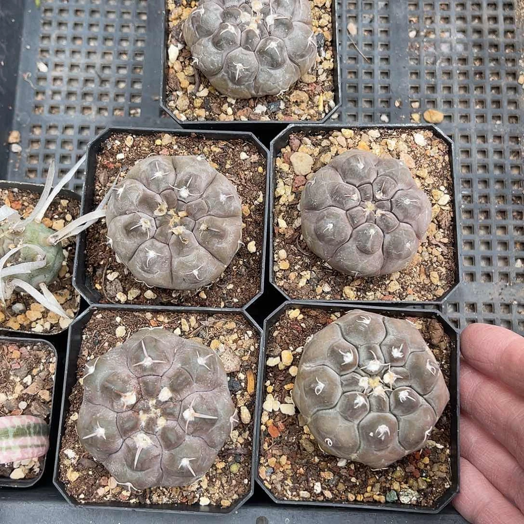 大尤龟甲铅皮一棵