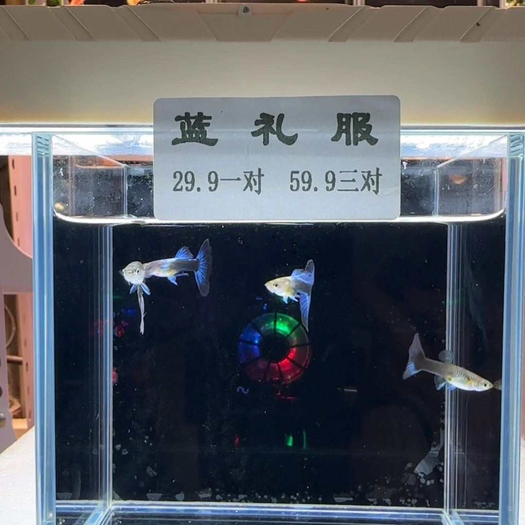 孔雀鱼超优惠，先到先得，手慢无