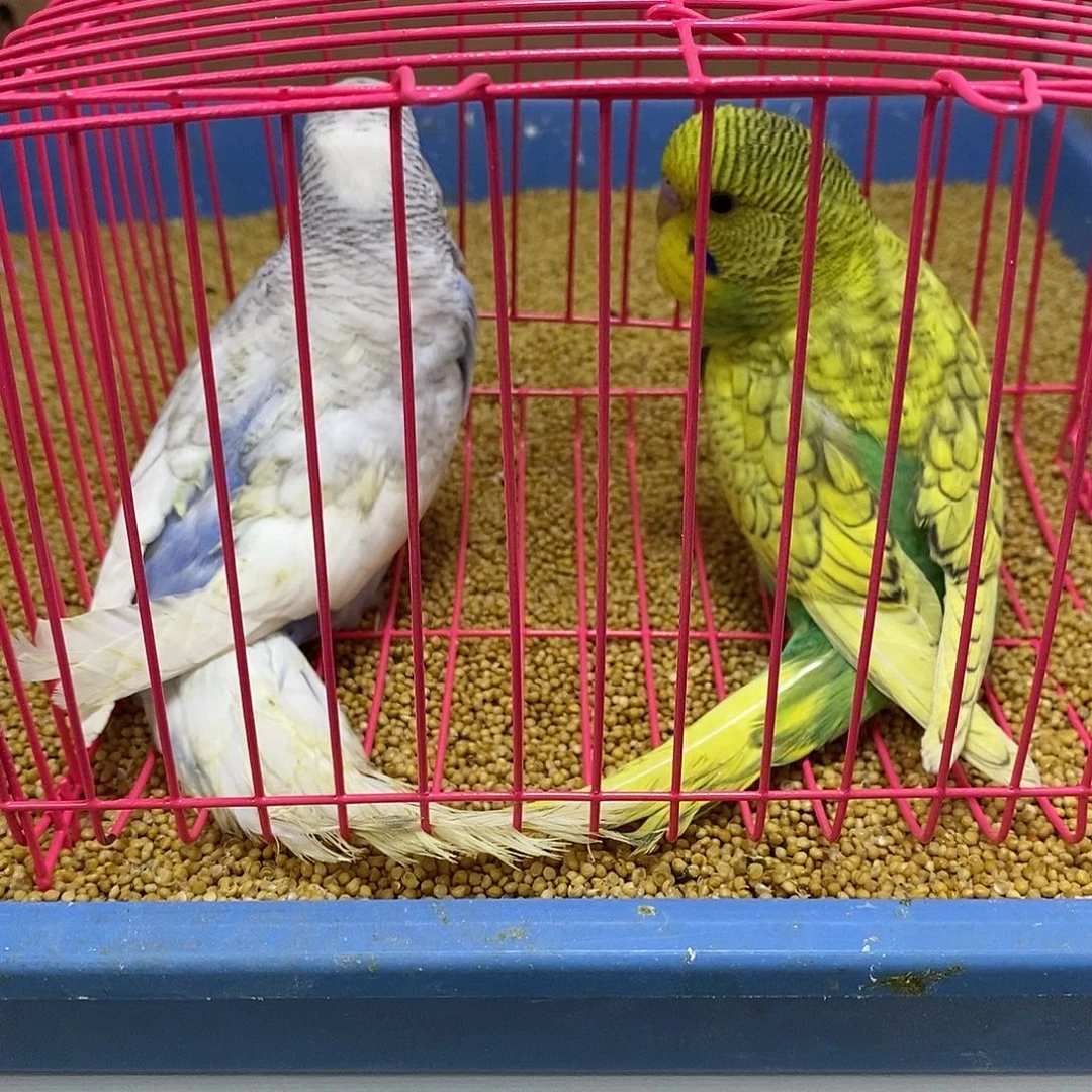 虎皮鹦鹉大头虎皮