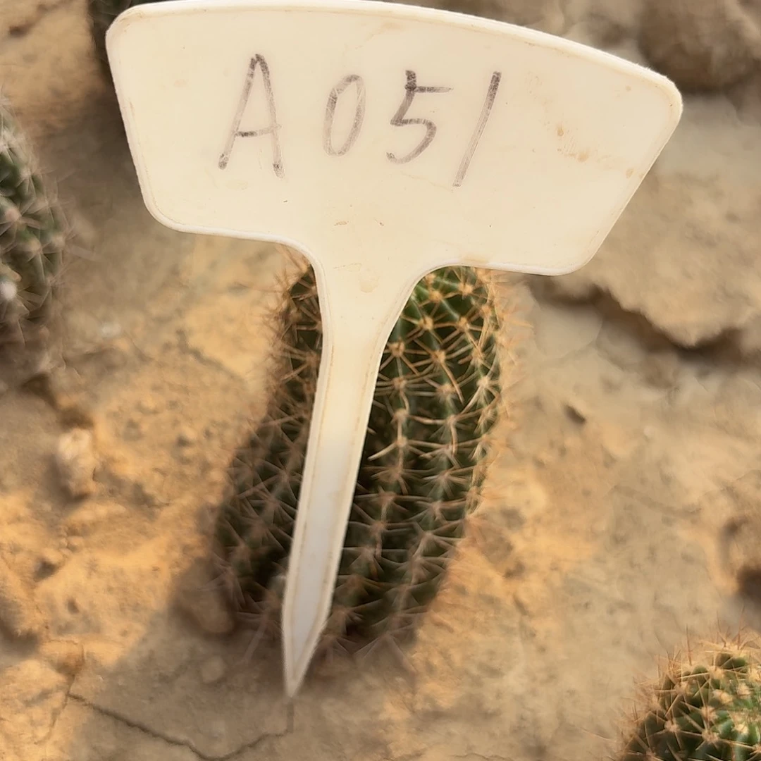 A051,热加瑕疵歪头