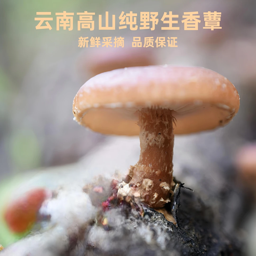 【618专享】云南纯野生新鲜食用香蕈1斤/2斤