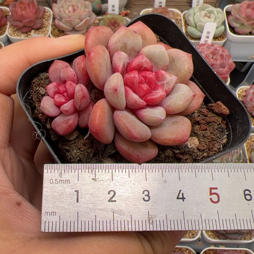 唯***?118 多肉植物组合盆栽