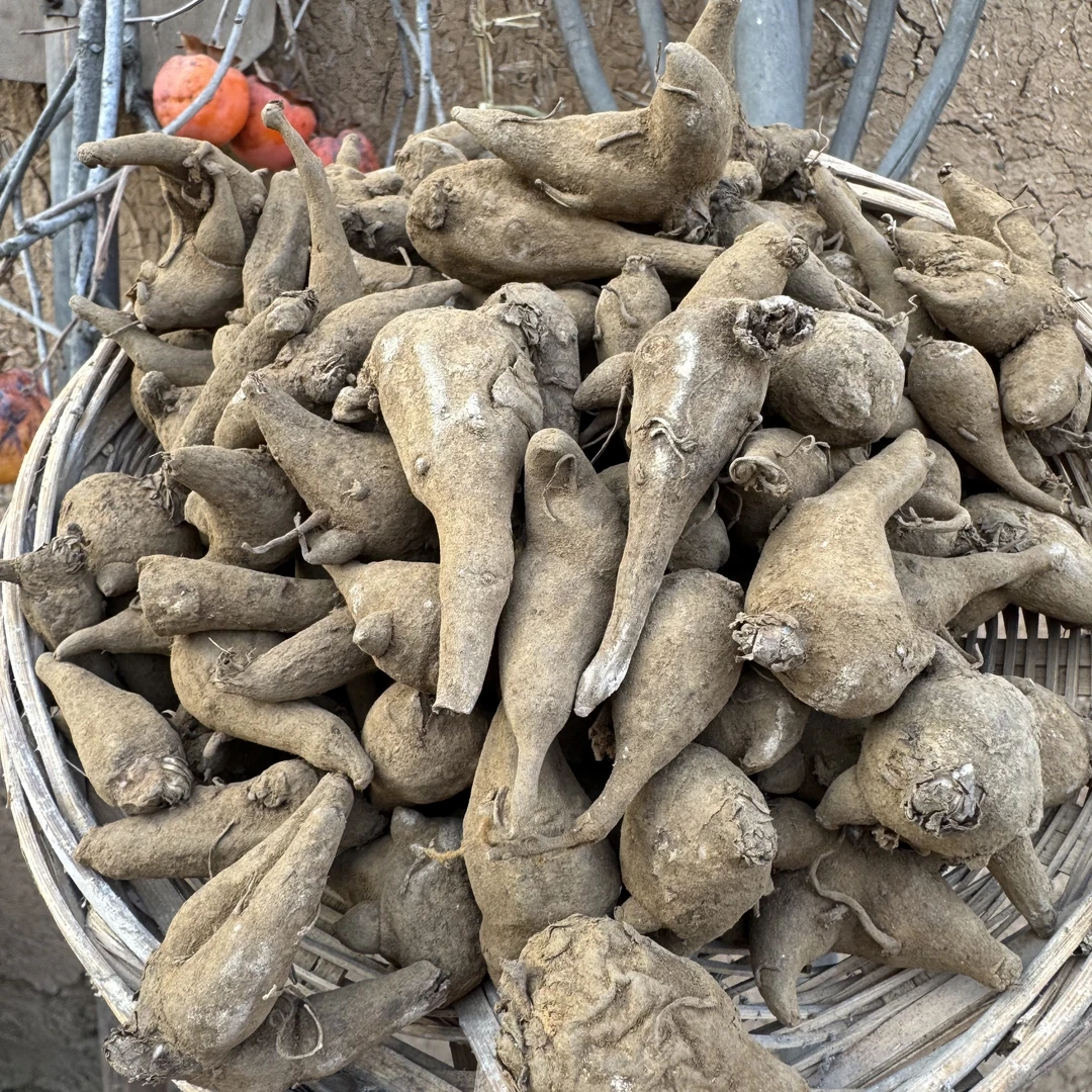 纯野生非种植泥附子根茎新鲜带泥土须根保湿保鲜的附土豆