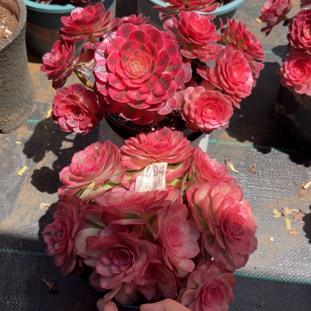 我****子多肉植物4994两颗荔枝