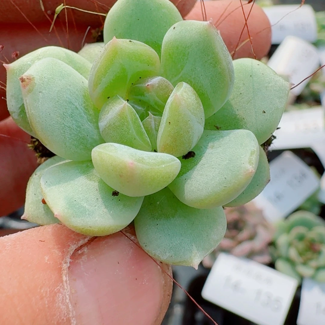 多肉杂交一物一拍14-138