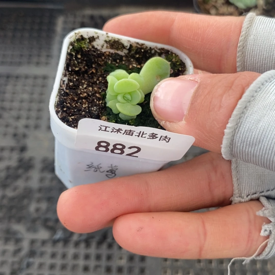 标签882纸鸢一个多肉