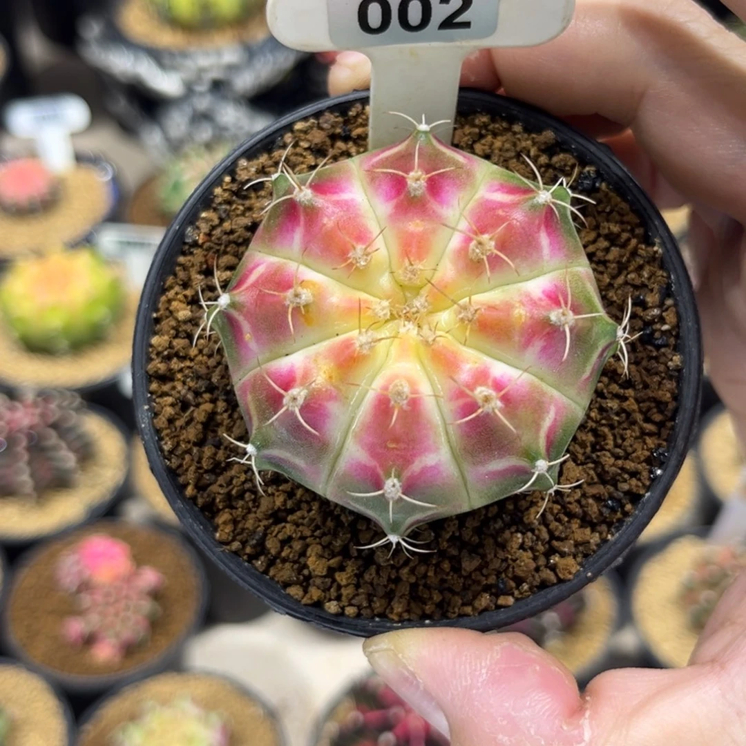 粉白轮回———————————