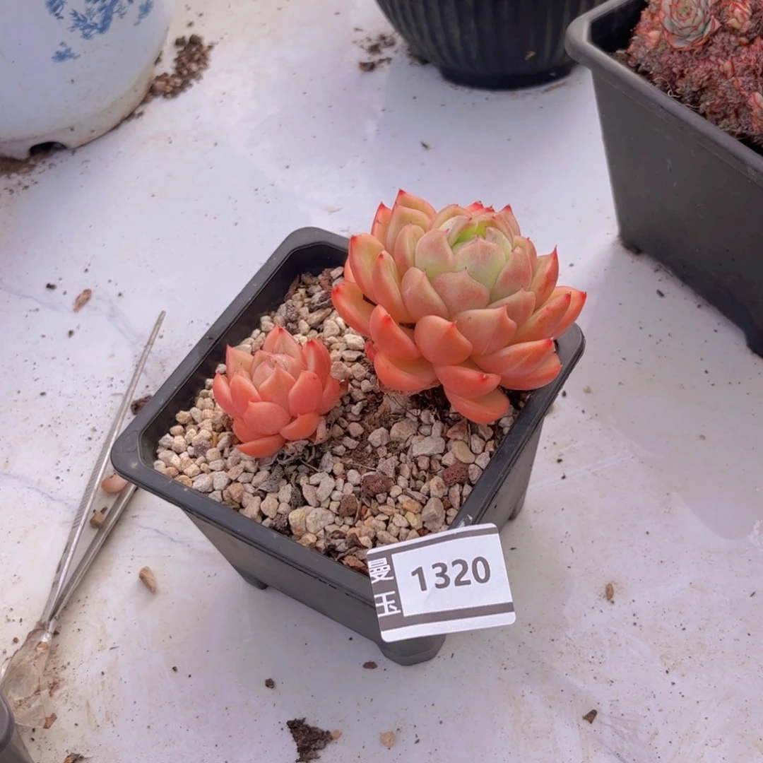白玫瑰多肉植物1320