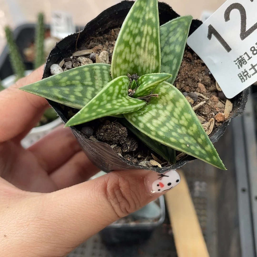 121姬千代（满18元包邮）