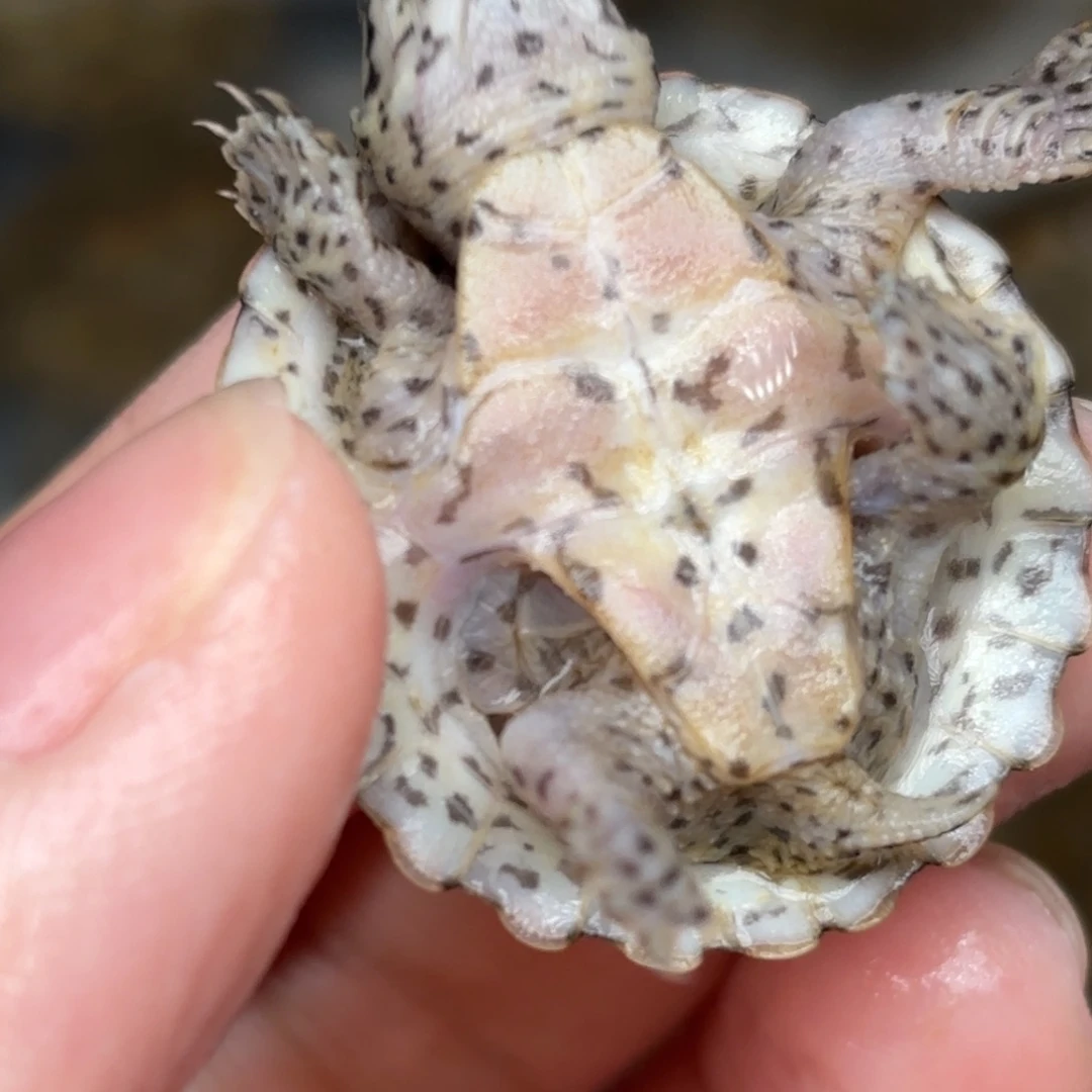 剃刀龟不分公母A14全品双满文粗纹黑刀