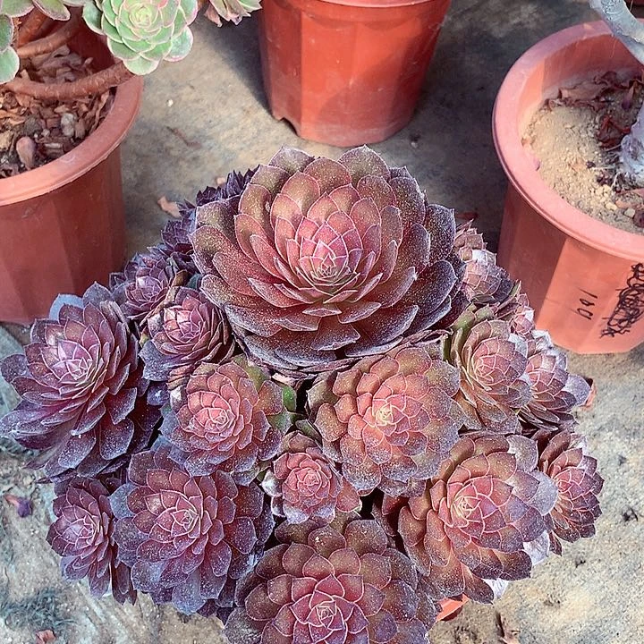 红魔捧花，多肉植物