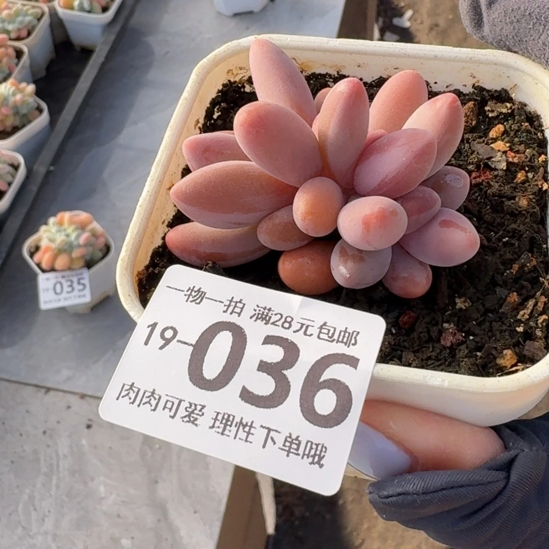 红手指无盆土发货无盆