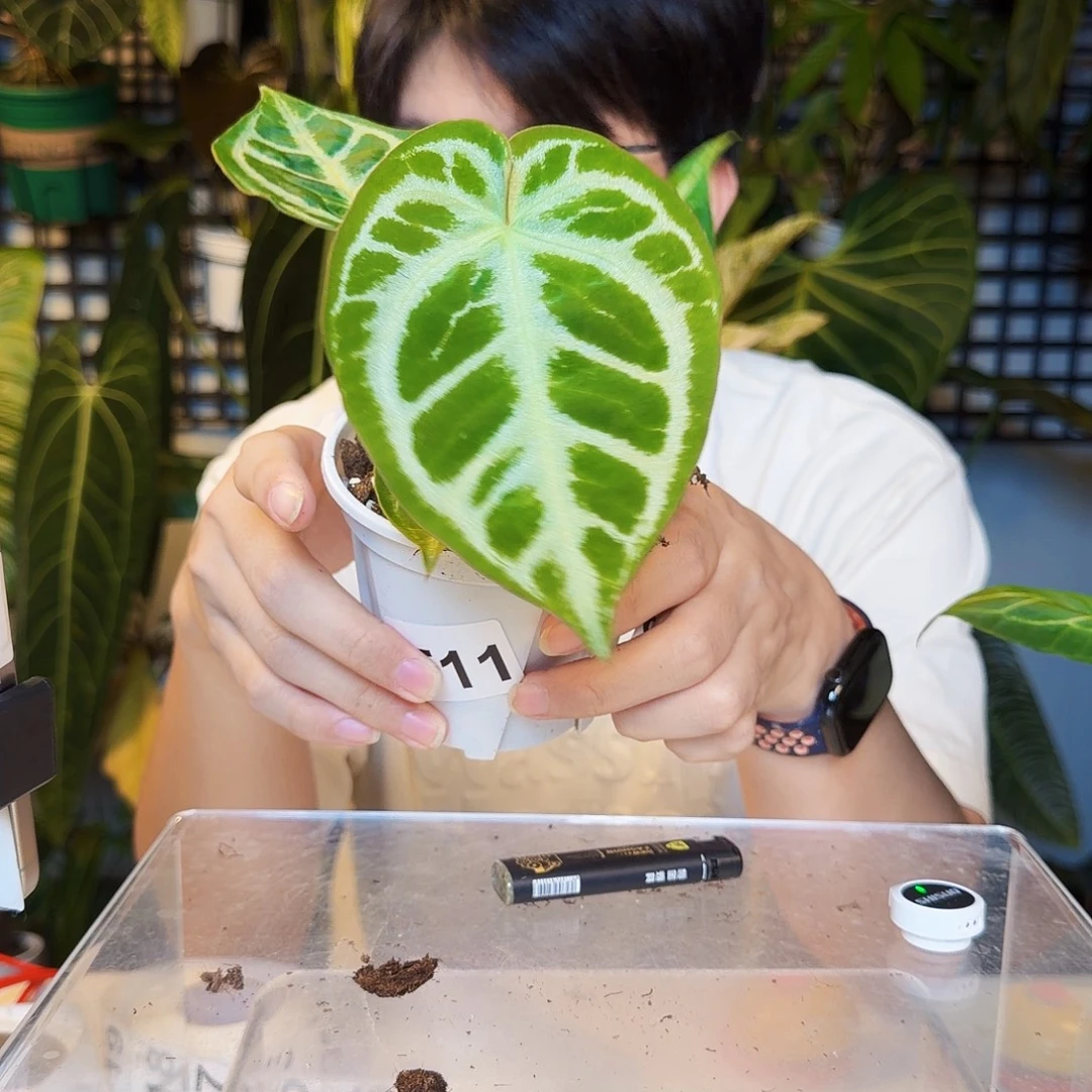 不开花植物T11 铜锣烧杂银刷子