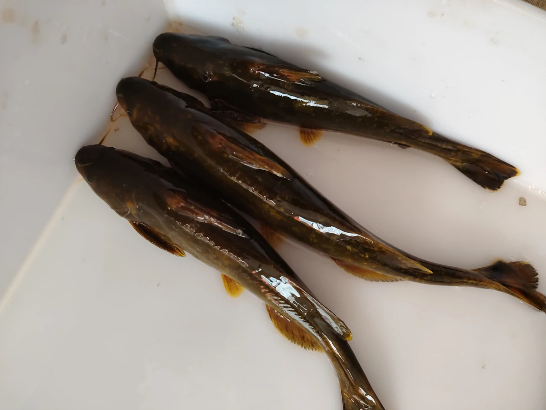 松花湖牛尾巴三斤（一斤5-6条）