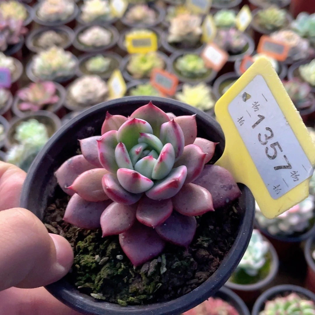 阿***张1357号多肉植物盆栽