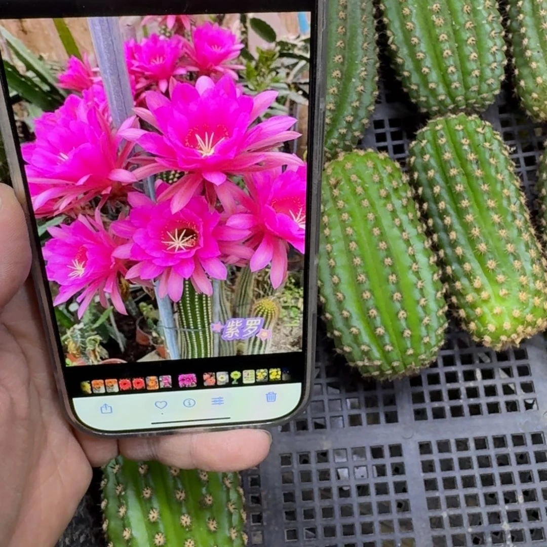 249金妞紫罗兰无根侧牙8公分左右，20包邮