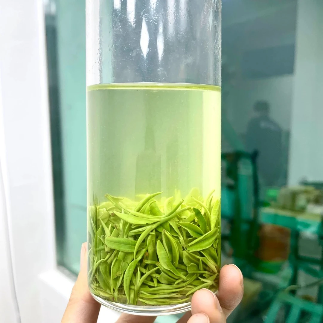 2025年新茶明前中芽信阳毛尖老旱茶兰花香