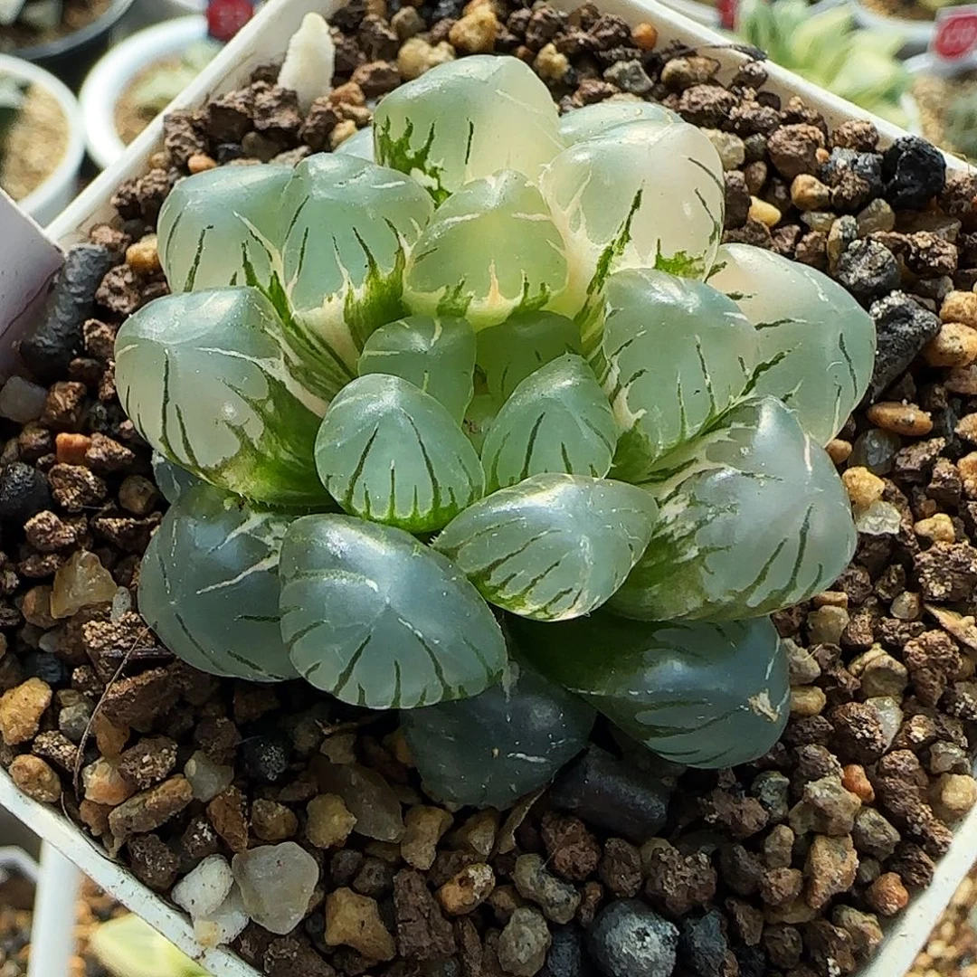 522号非组冰灯玉露锦一物一拍带盆土