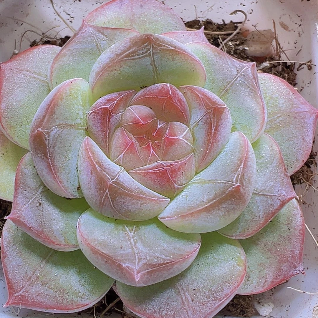 纹星珍妮19包邮多肉植物