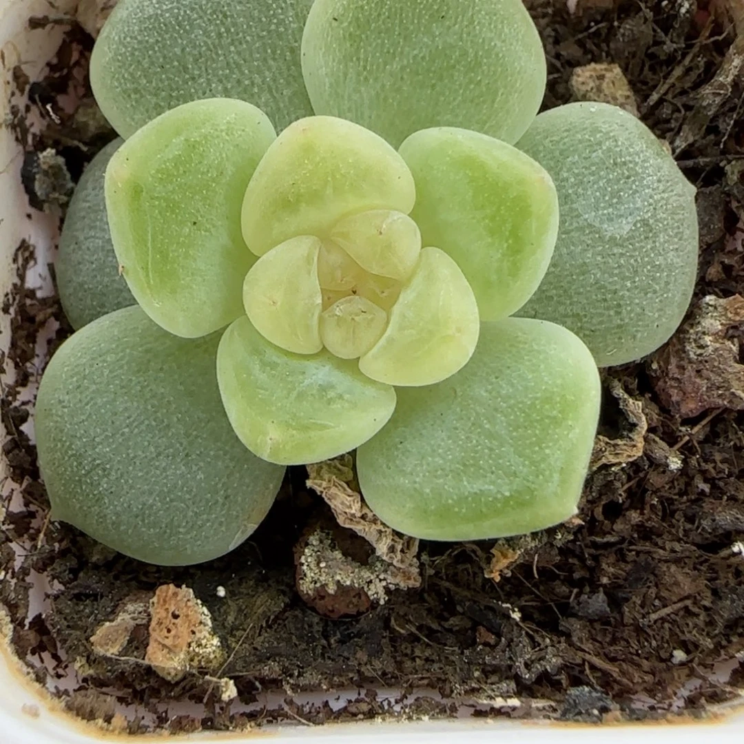 630 一物一拍满20包邮