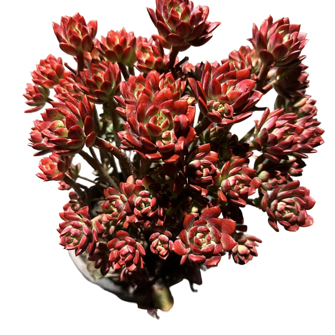 精品多肉 红稚莲