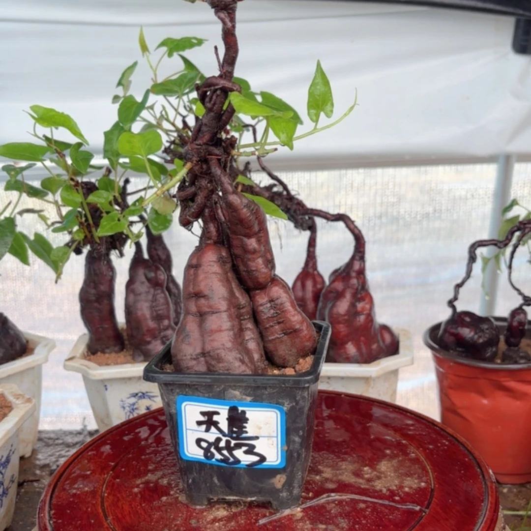 无花朵野生何首乌