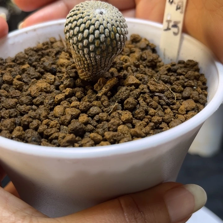 精巧殿仙人球多肉