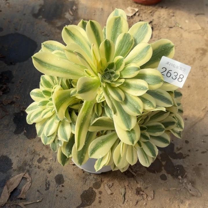 迈巴赫多肉法师2638