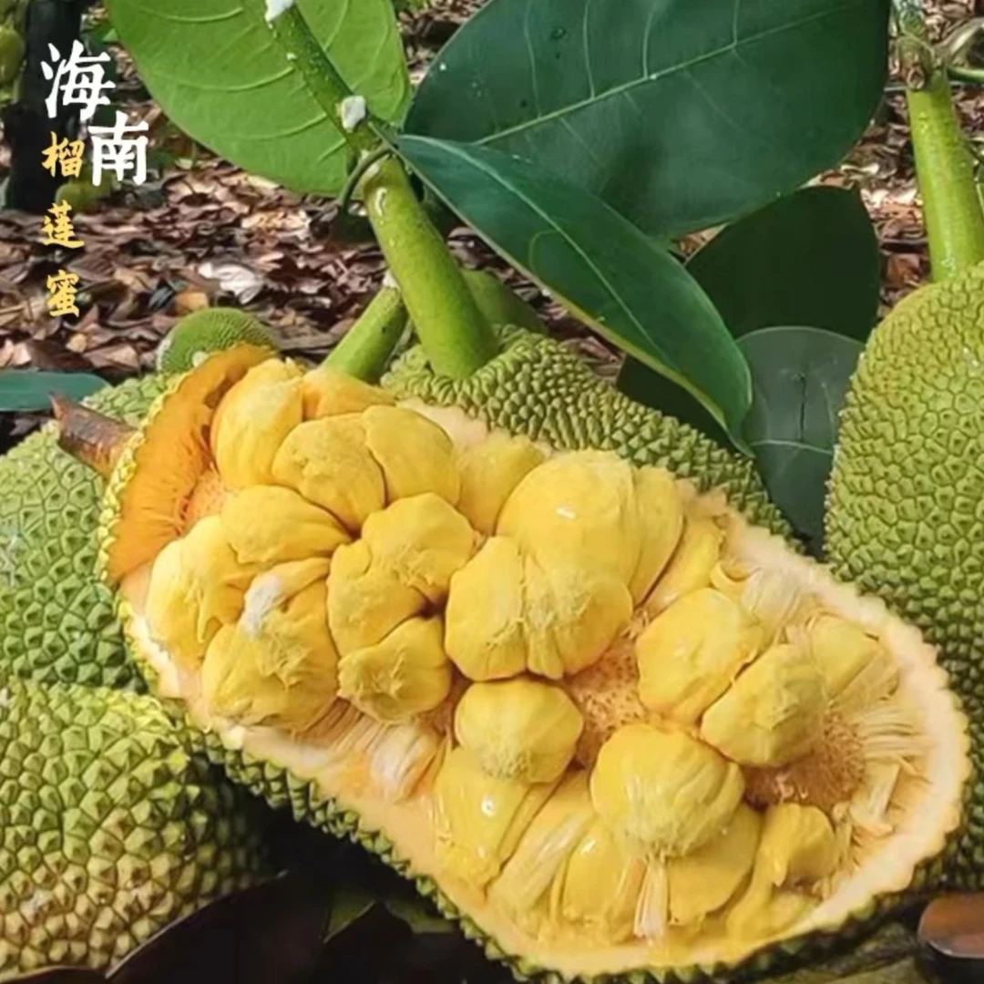 海南正宗榴莲蜜热带水果软糯香甜顺丰包邮