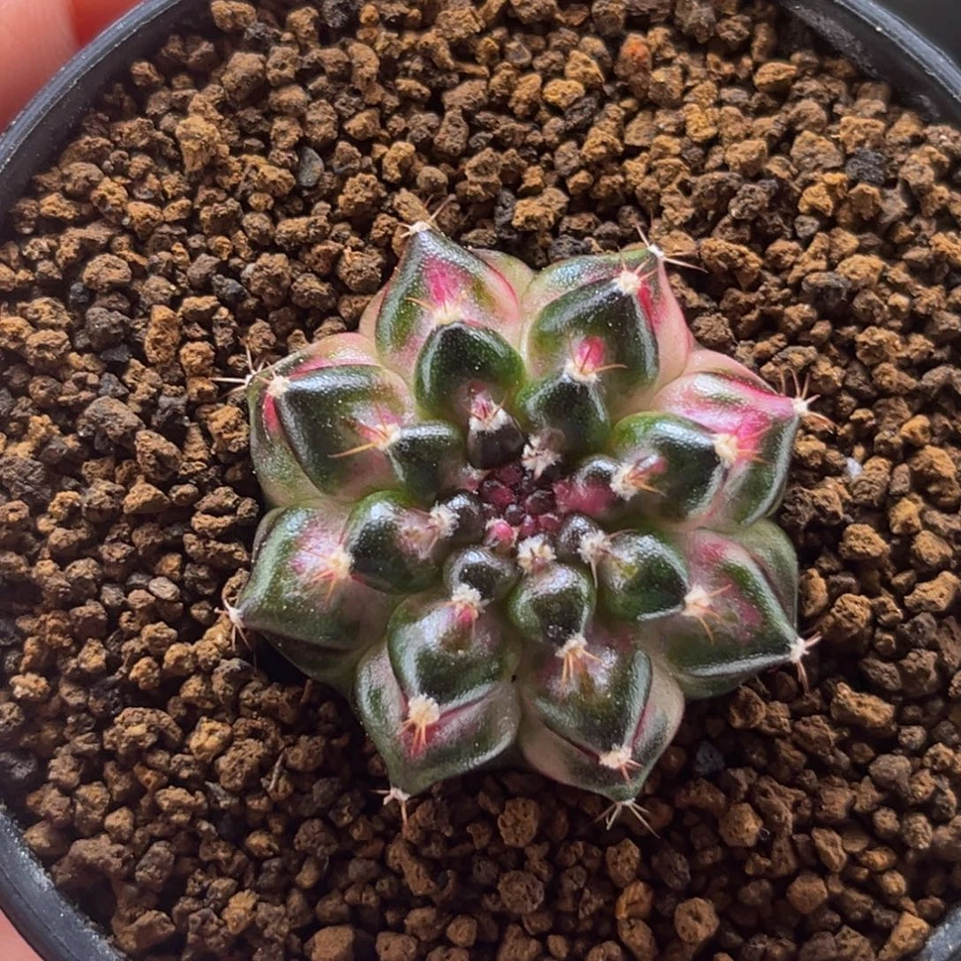 美人鱼海神锦 米哈仙人球