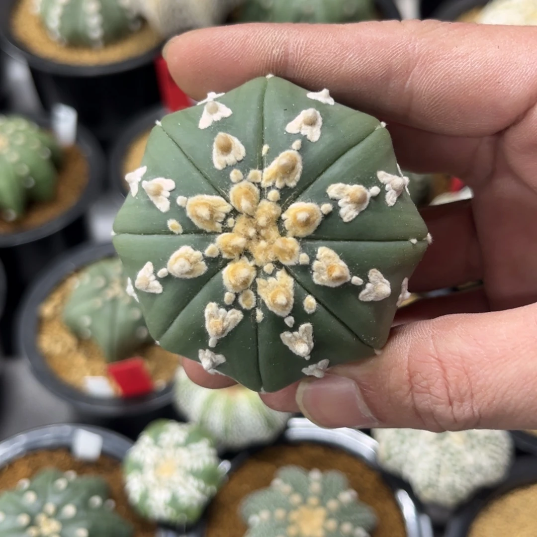 琉璃v泰系实生多肉植物