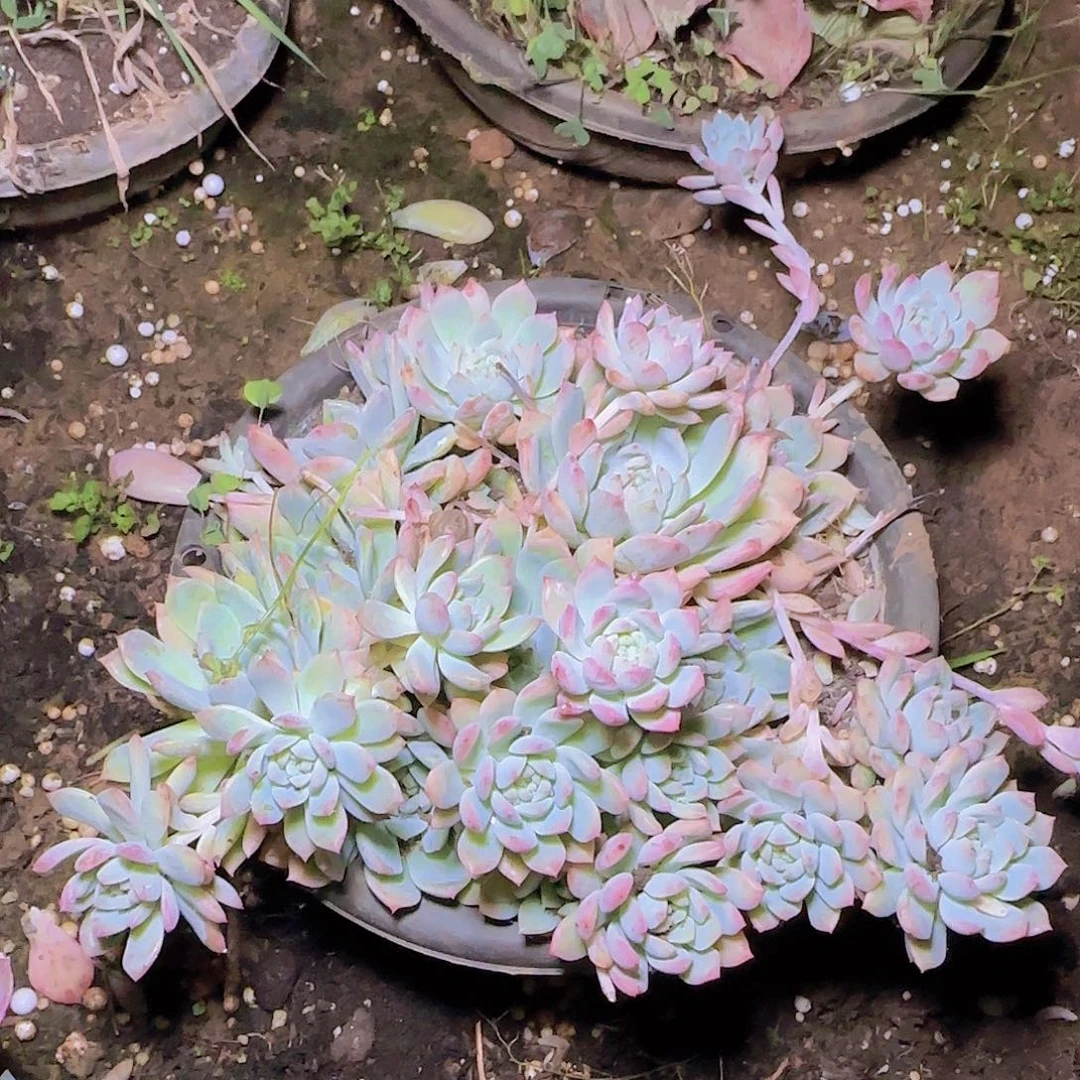 盆栽霜花多肉多肉