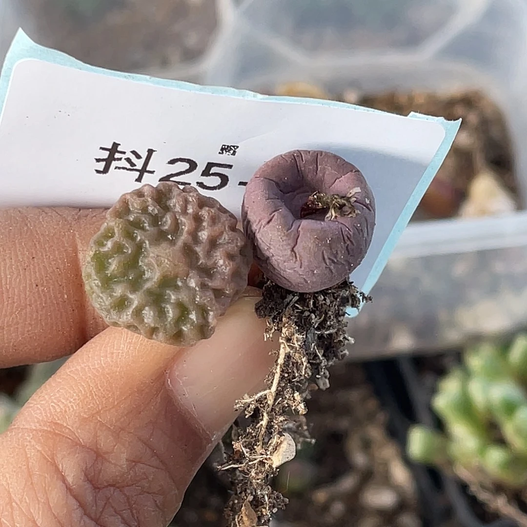 草***檬25-23肉锥多肉植物