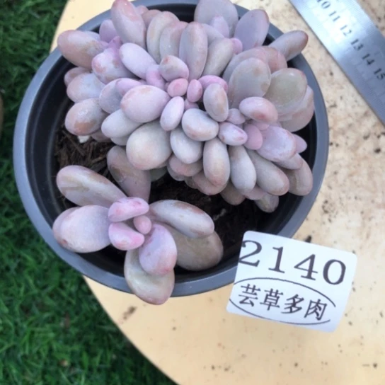 桃蛋缀，2140，一物一拍