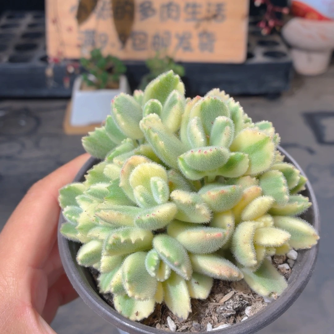 大盆白熊多肉9.9包邮发货