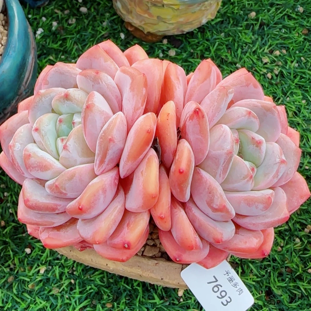 孤品群，7693多肉植物