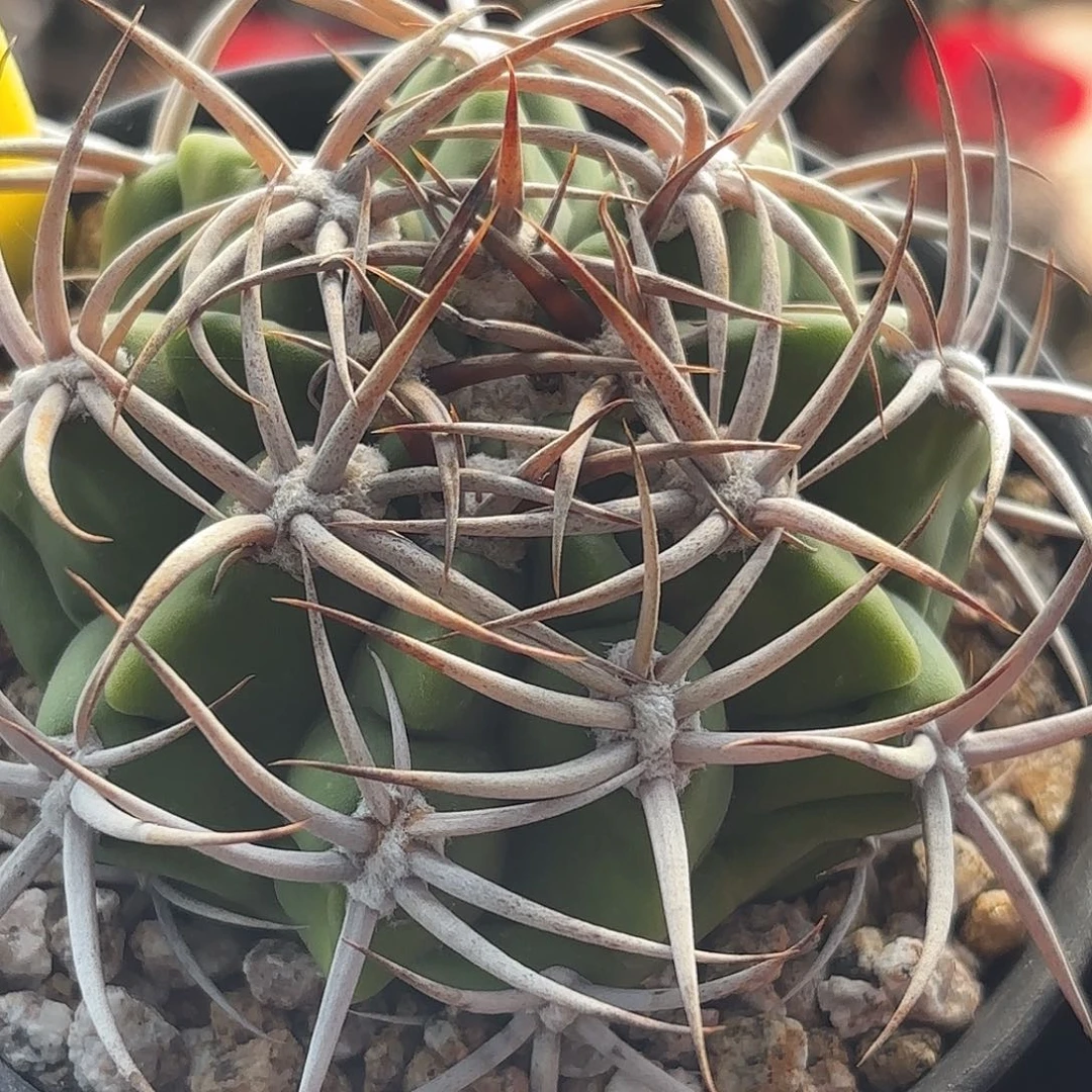 仙人球实生碧岩玉
