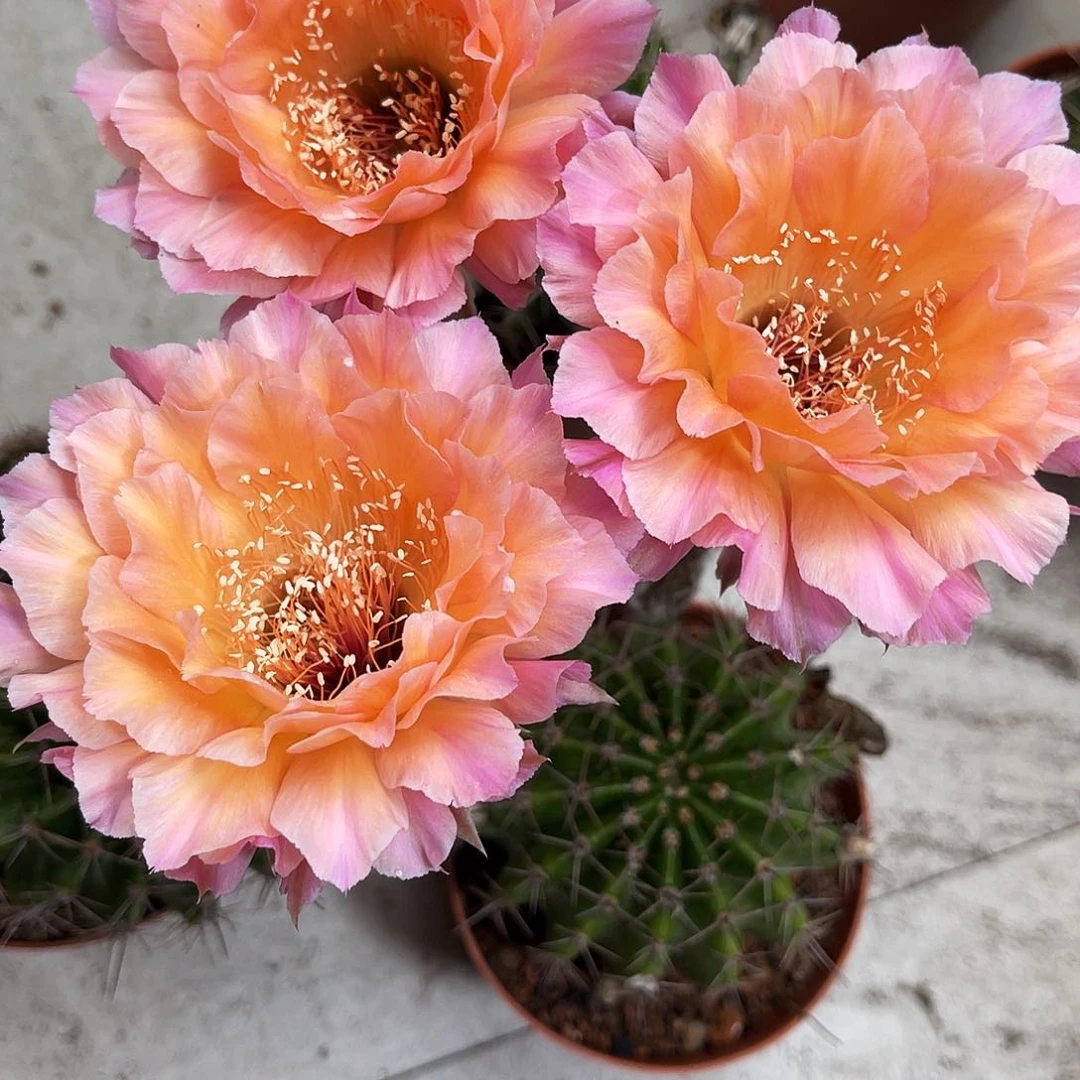 彩草58号7-8公分左右