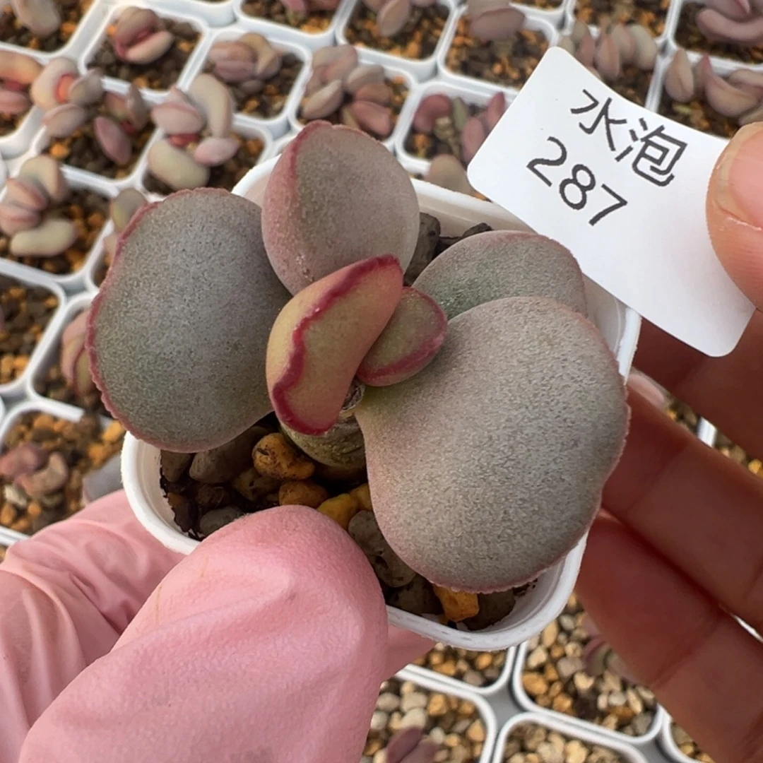 287红蛋老桩一颗胖嘟嘟