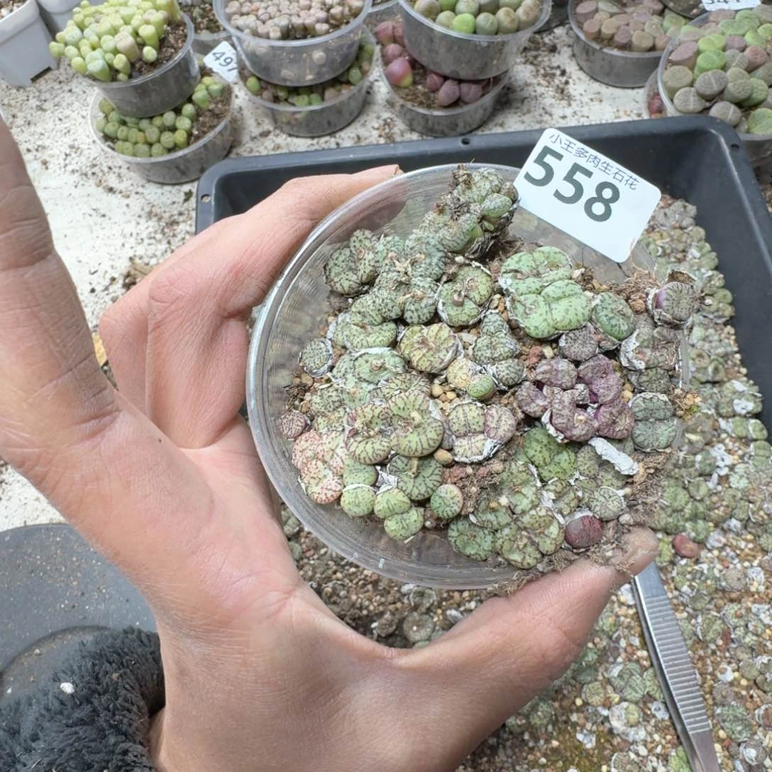 558。 多肉植物一盒