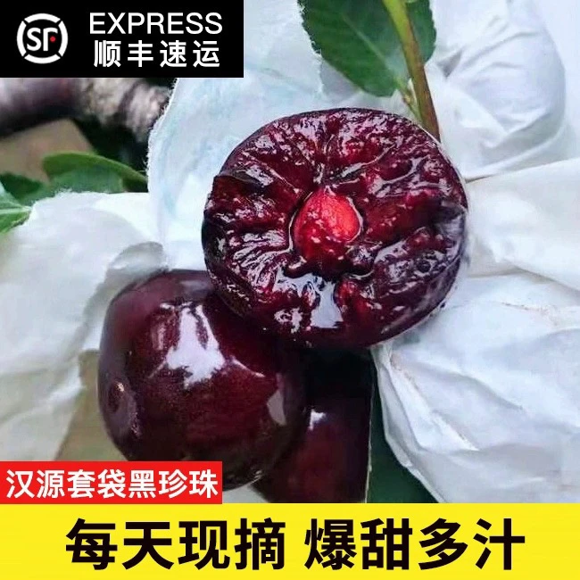 【顺丰空运】汉源车厘子大樱桃套袋黑珍珠新鲜4斤2斤应季水果现摘