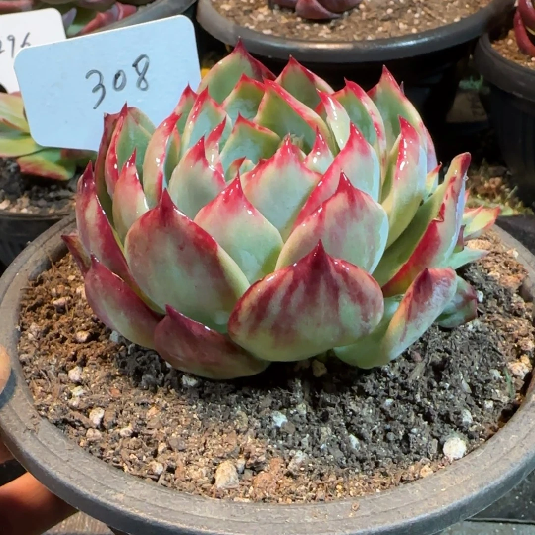 花脸拉丝惊鸿一物一拍包装收缩花旱308