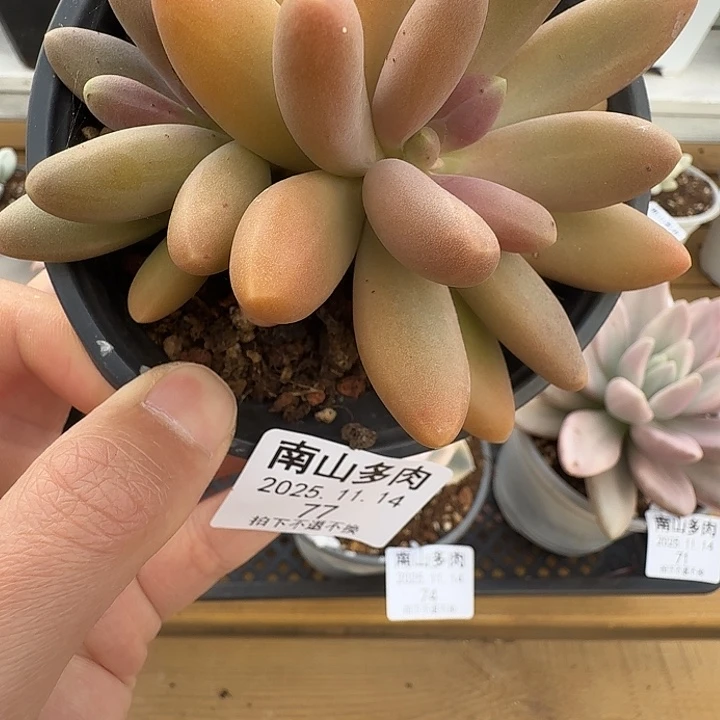 双头日光灯1111114-77