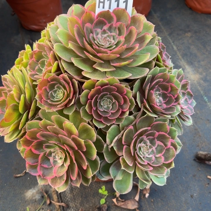 瑞妈多肉植物，111.粉花妖
