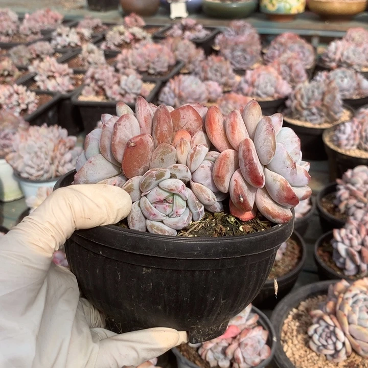 无花朵哈哈哈哈哈哈哈哈哈11