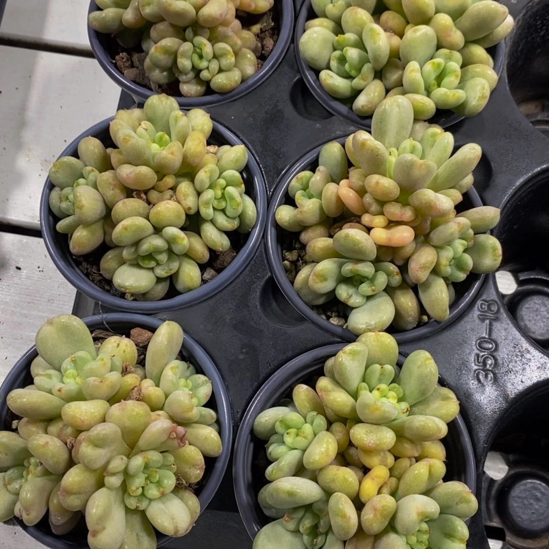 59-精品比尔盖茨多头群一个