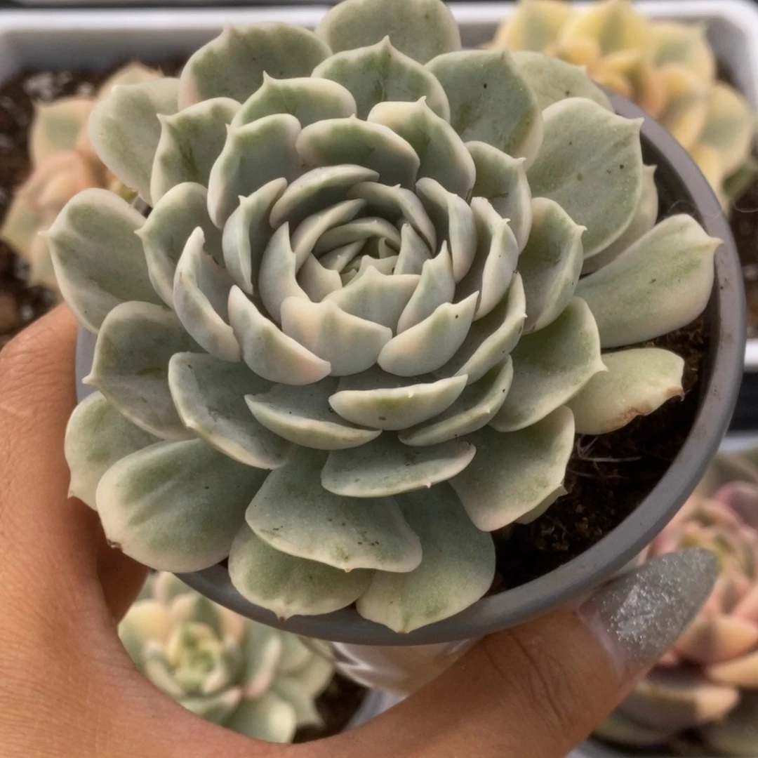 140昂丝诺锦锦锦锦锦锦